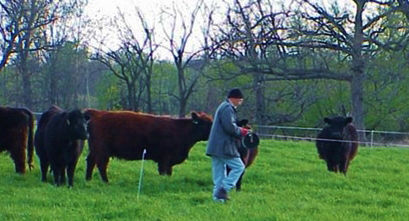 Bill Paine working with fencing