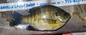 Bluegill fish