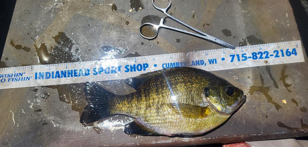Bluegill fish