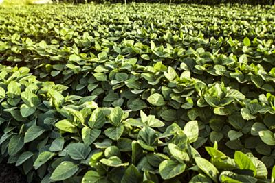Soybean field
