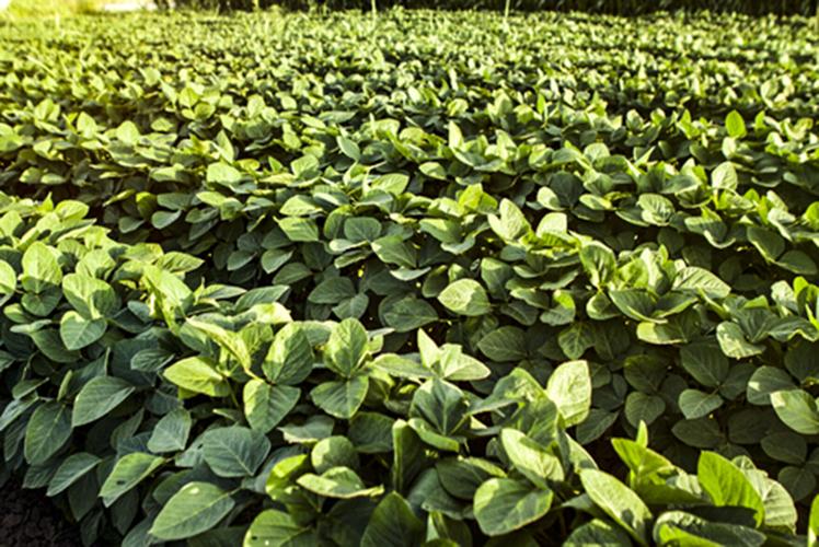 Soybean field
