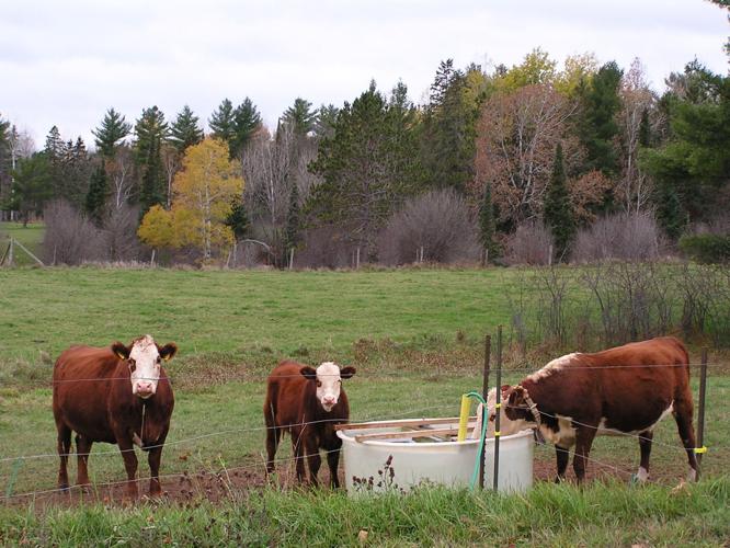 Beef cattle in field