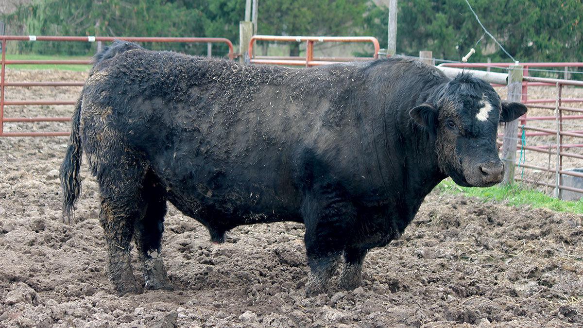 Bull prep for breeding season