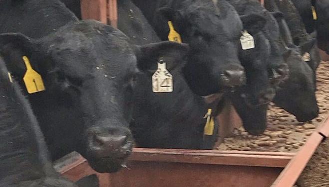 Larsen Ranch Angus