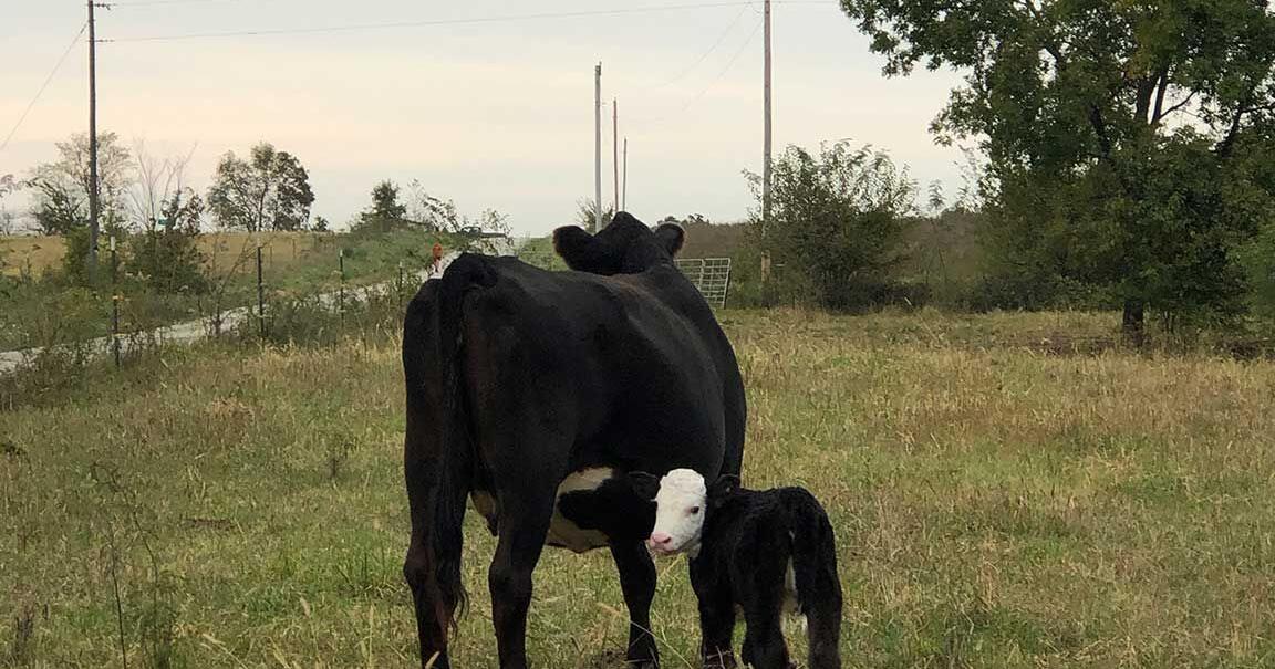 Set up calves for success before fall weaning process