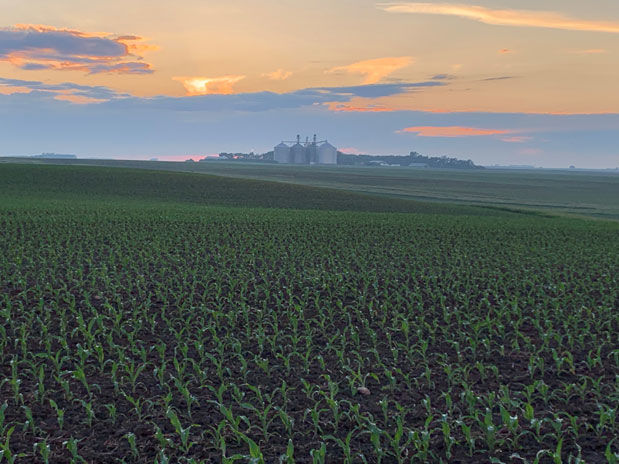 Corn sunset