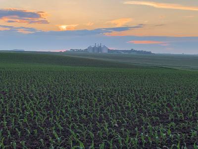 Corn sunset
