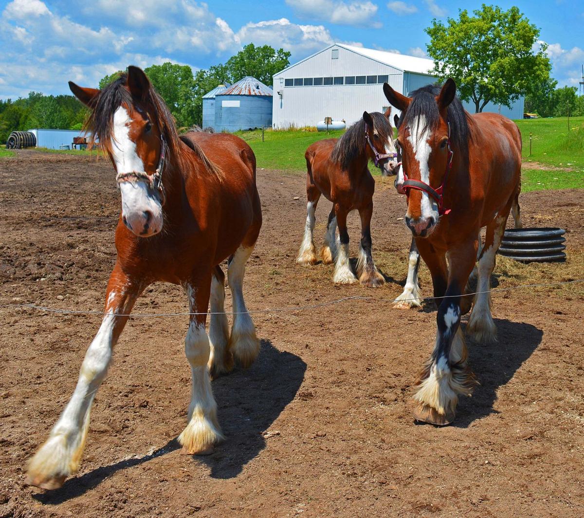 Clydesdales bring Wisconsin family together Agriculture and Farming