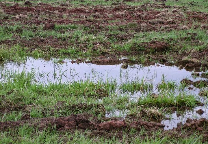 Wet field