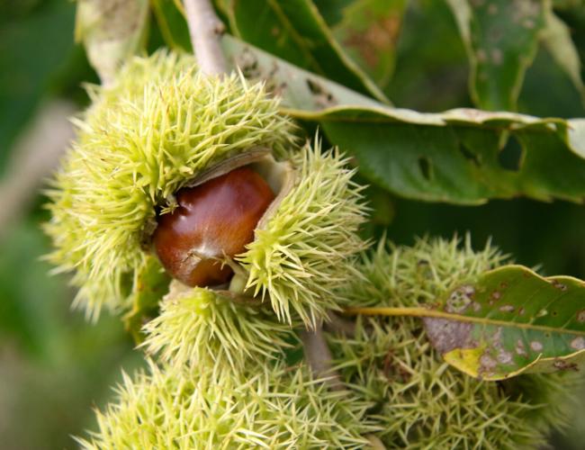 Chestnut
