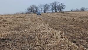 Swath grazing: An alternative approach to winter feeding
