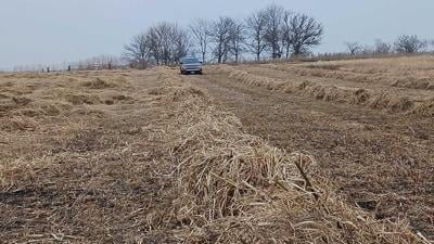 Swath grazing prep