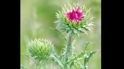 Thistles-photo