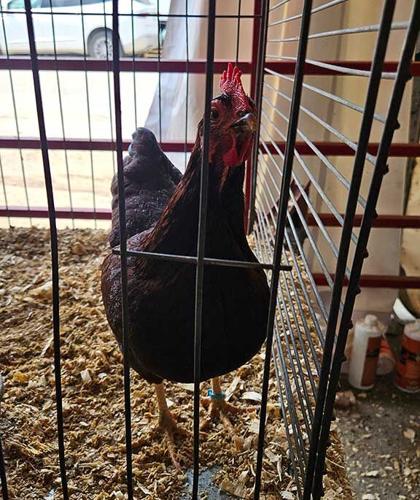 rooster Iowa State Fair