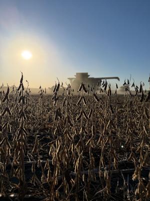 Awesome soybeans