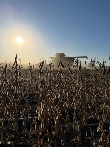 Awesome soybeans