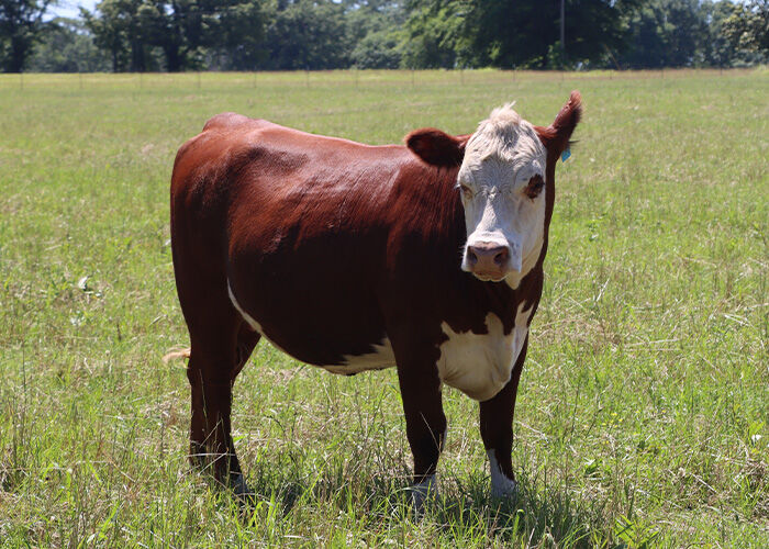 Cow