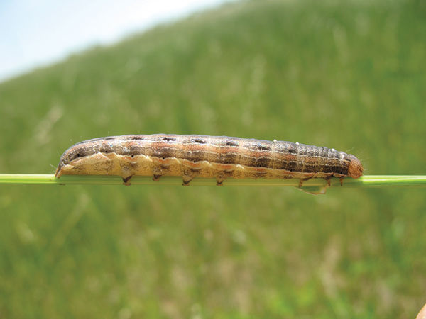 Armyworm