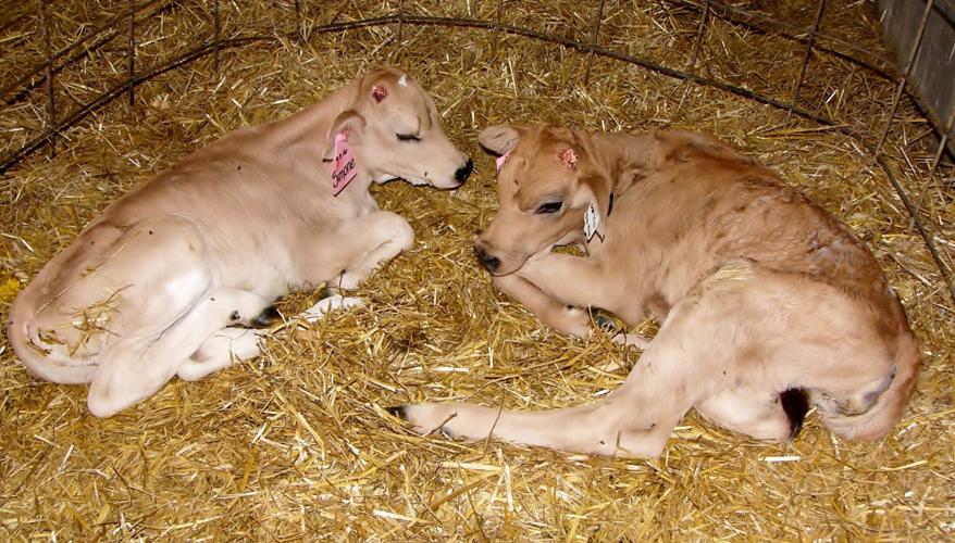 New set of twins