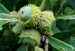 Acorns