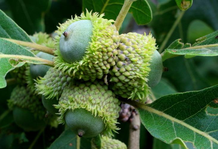 Acorns