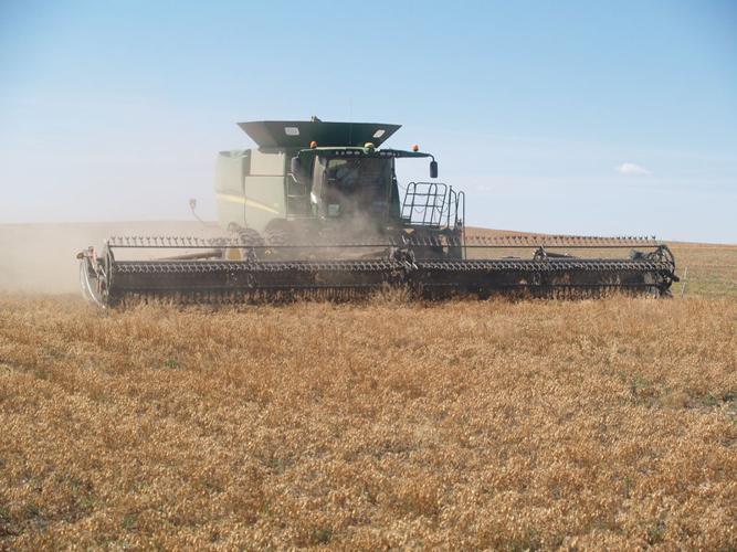 Harvesting chickpeas