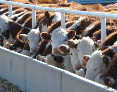 CAFO confusion PIC 0502ksu