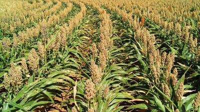Sorghum field
