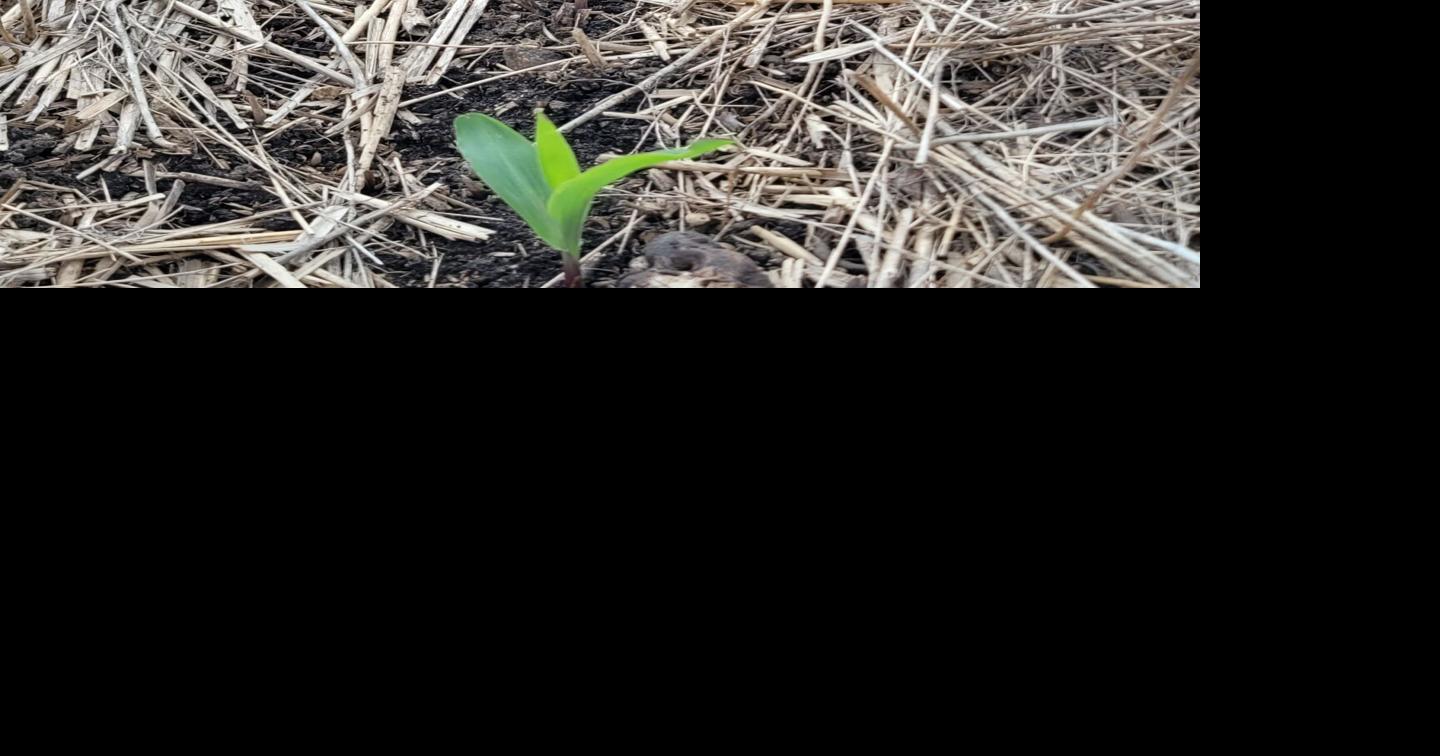 Timely rains bring moisture to the Bocks’ emerging crops
