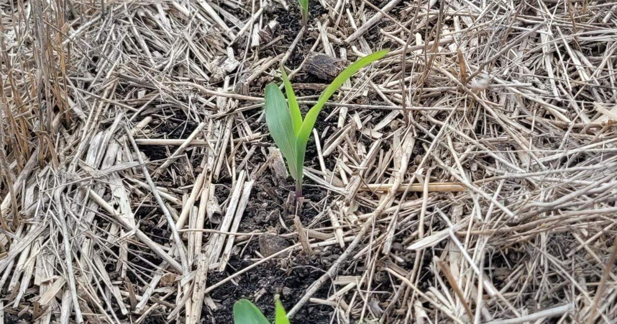 Timely rains bring moisture to the Bocks’ emerging crops