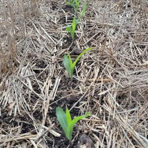 Corn peeking up