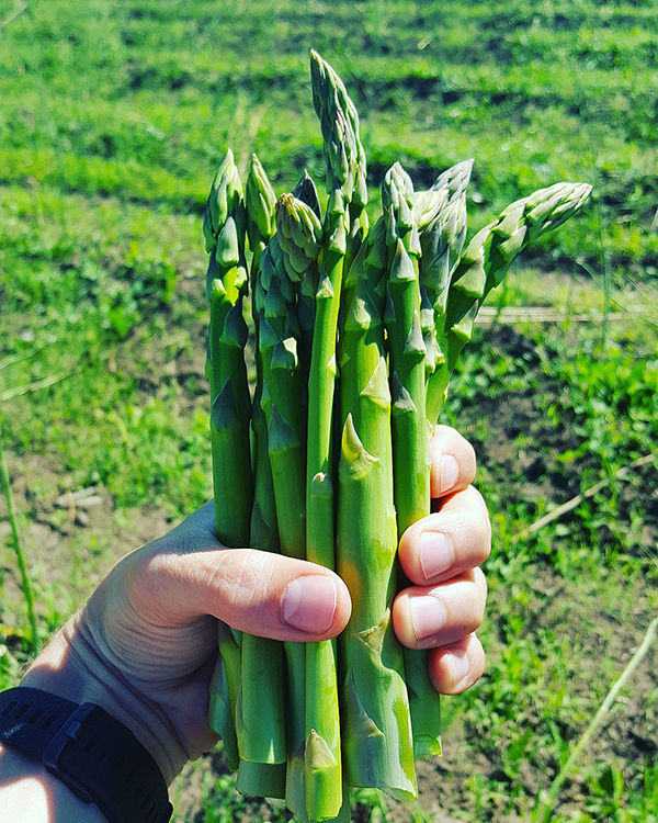 The business of asparagus Crop