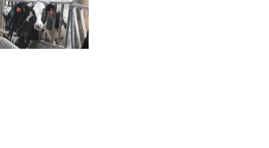 Greater omega-3 content can increase milk production