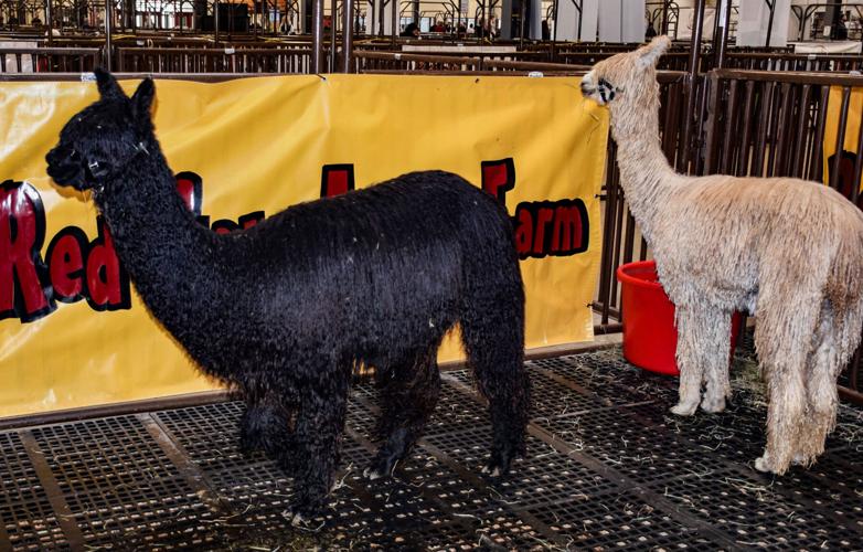Alpacas