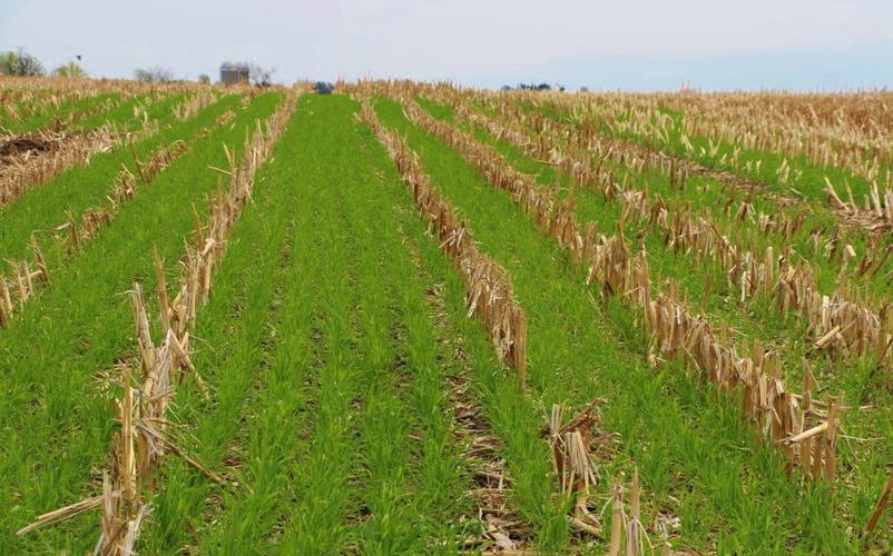 Winter rye cover crop in spring