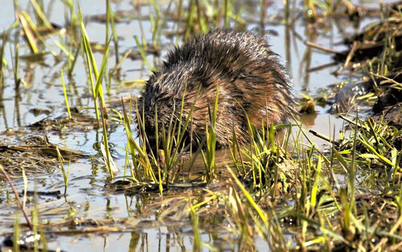 Beaver