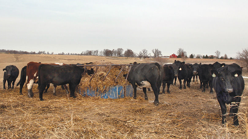 Feeder Pig Prices At Highest Levels Since Ped Outbreak Livestock