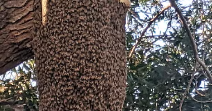 Hive