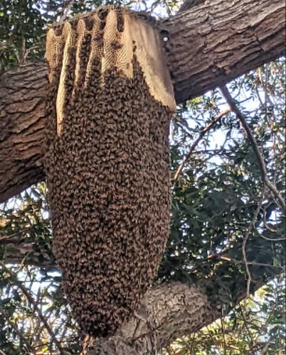 Hive