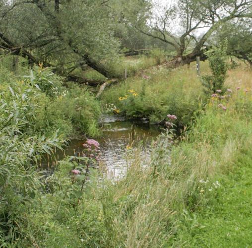 Trout stream