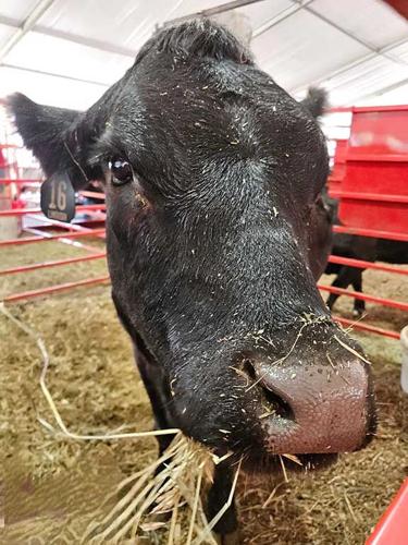 cow Iowa State Fair