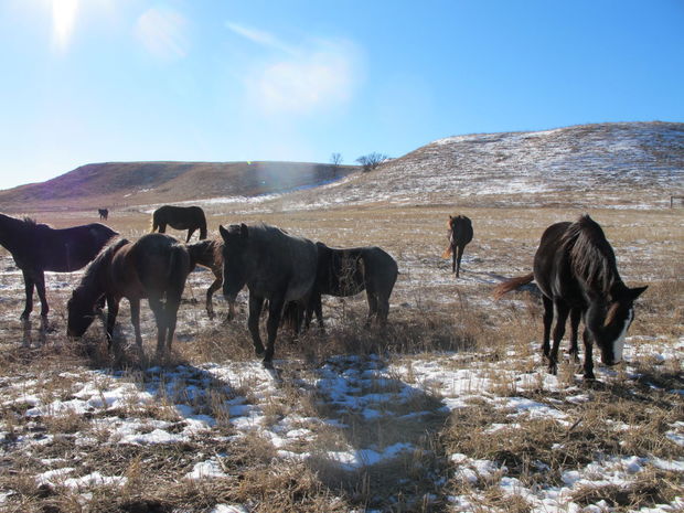 nokota horses
