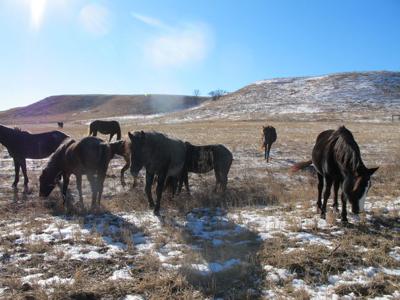 nokota horses