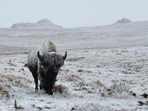 bison 9.jpg