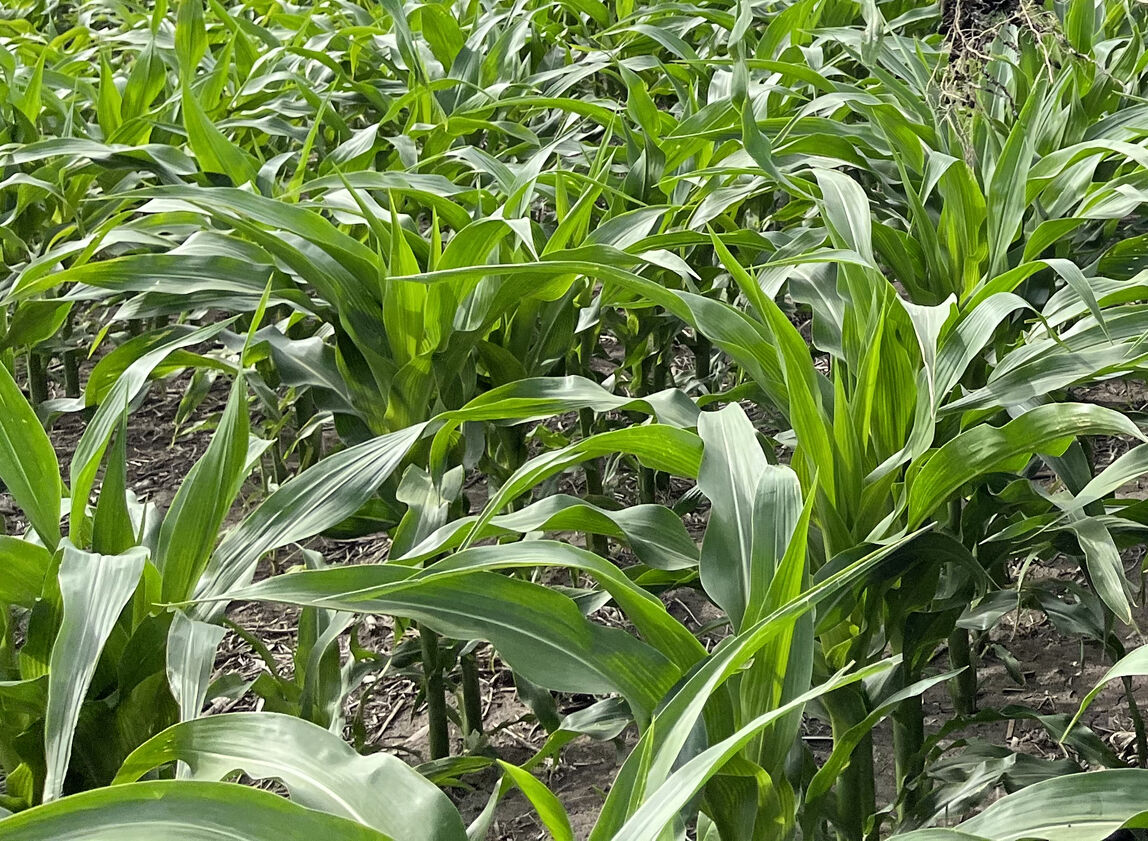 Corn plant establishment