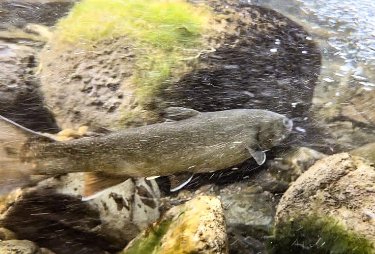 Bull trout