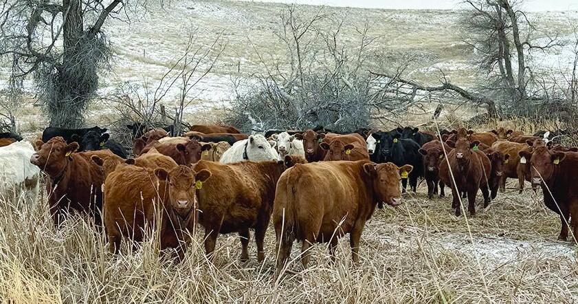 Calving, bull sale preparations ramp up at 5L Red Angus