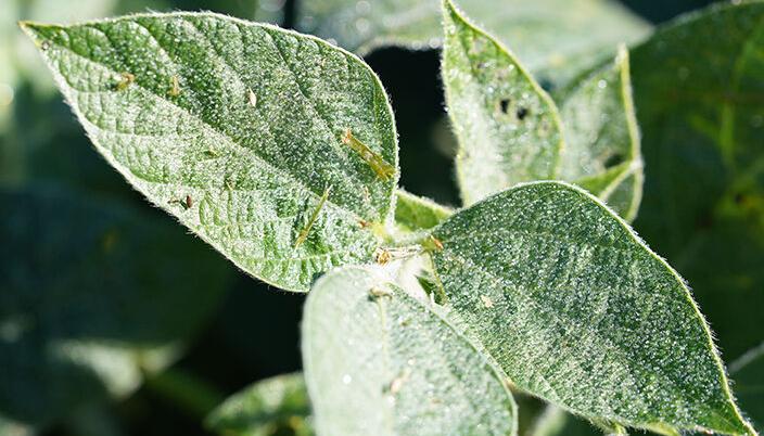 Soybean plant