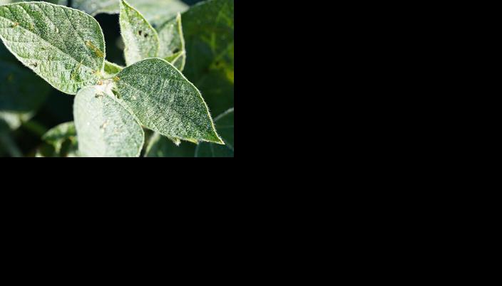 Soybean plant