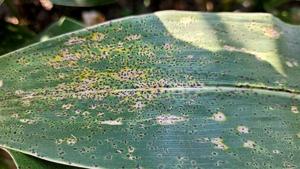 Tar spot 1.jpg